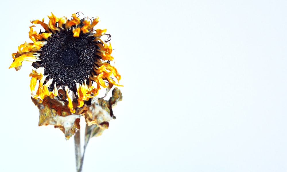 yellow sunflower