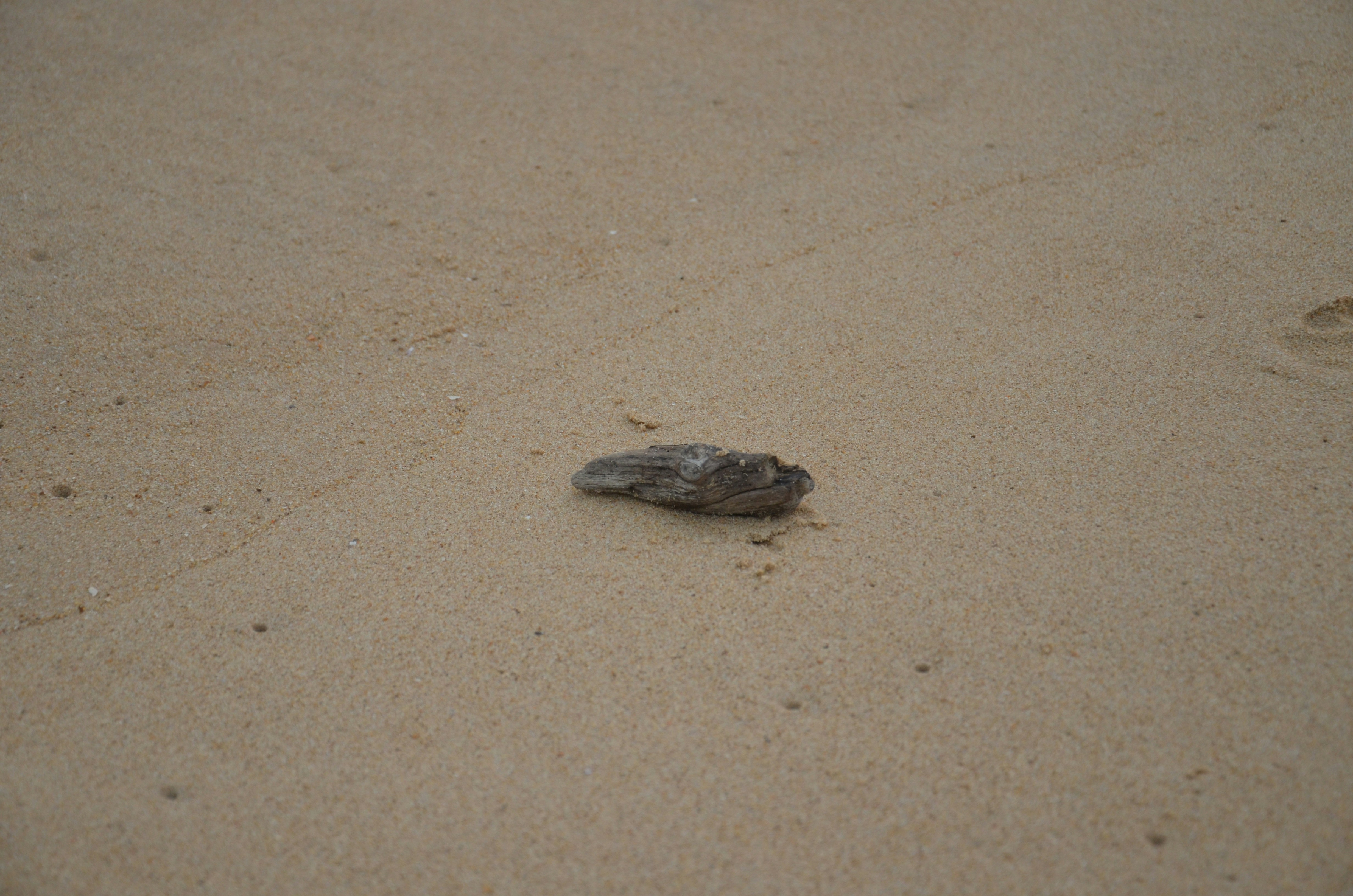 Free Unsplash photo from sumit_0786