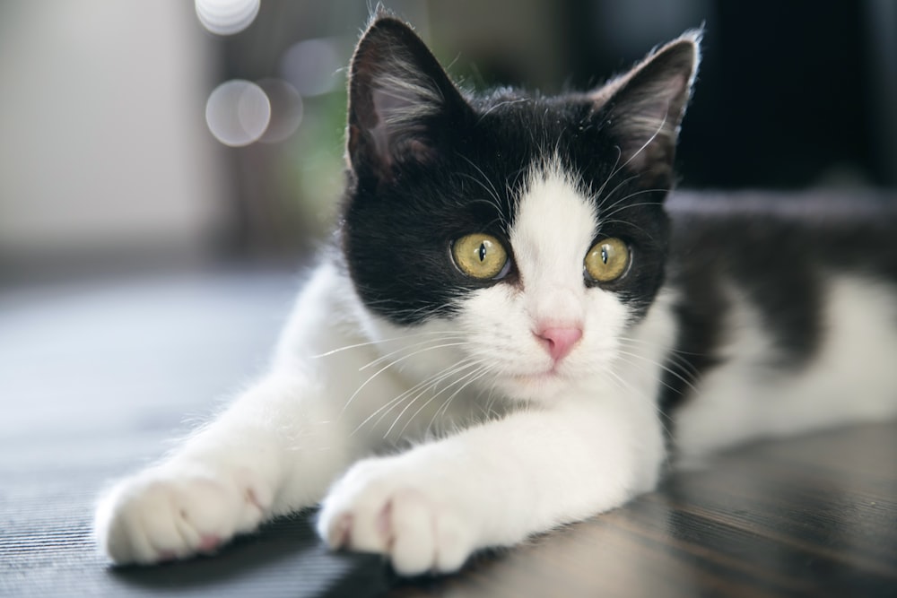 black and white cat on table