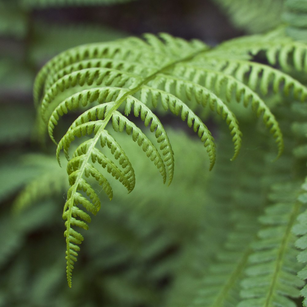 green fern plant in close up photography