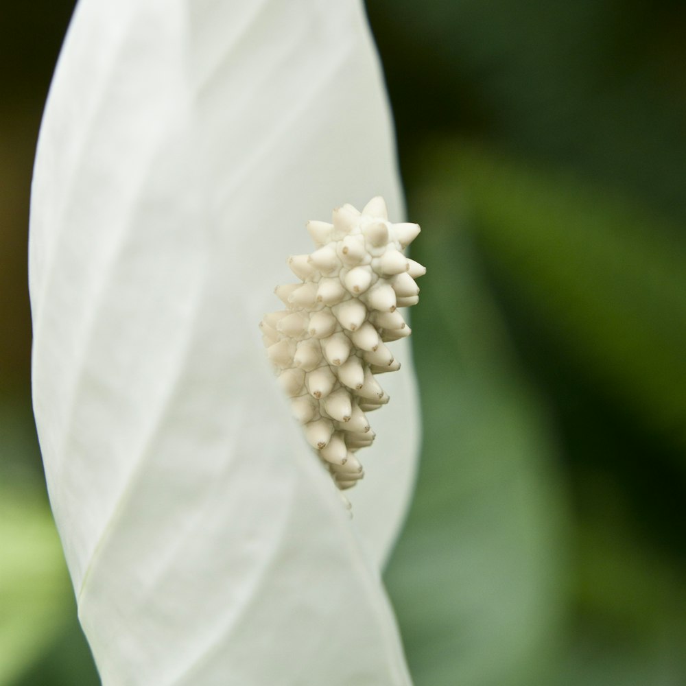 マクロ撮影の白い花のつぼみ