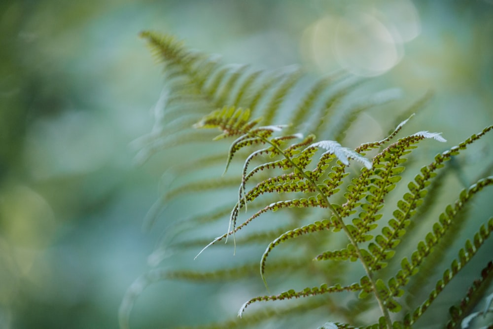 plante verte en gros plan photographie