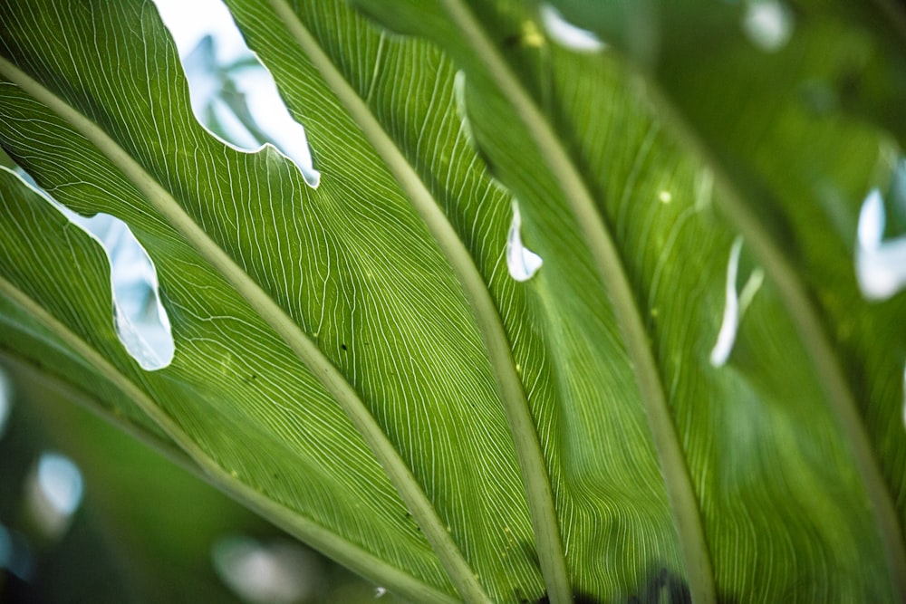 green banana leaf in close up photography