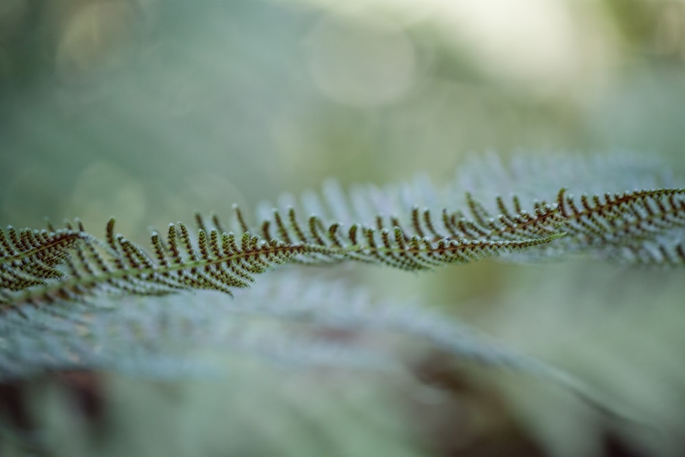 green and white leaf plant