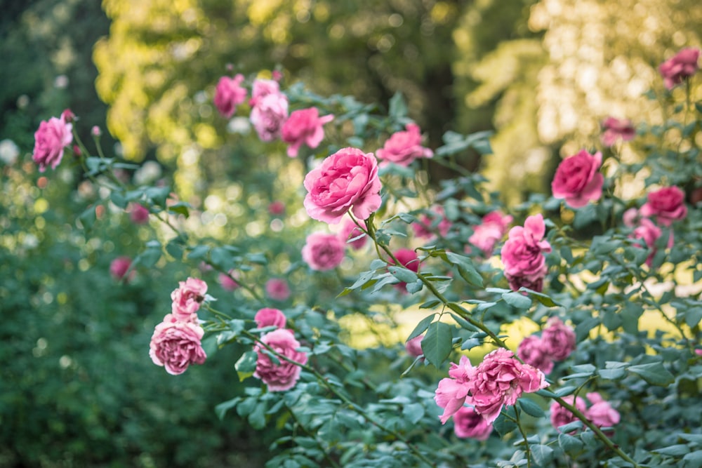 pink flowers in tilt shift lens