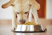 Close-up of shiny-coated dog enjoying a nutritious meal outdoors
