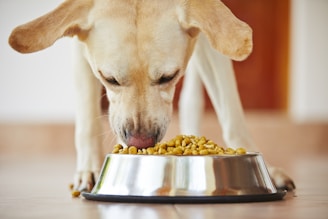 A close-up of a light-colored dog eating from a stainless steel bowl filled with kibble placed on the floor. The dog's ears hang down as it focuses on its meal.