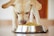 A close-up of a light-colored dog eating from a stainless steel bowl filled with kibble placed on the floor. The dog's ears hang down as it focuses on its meal.