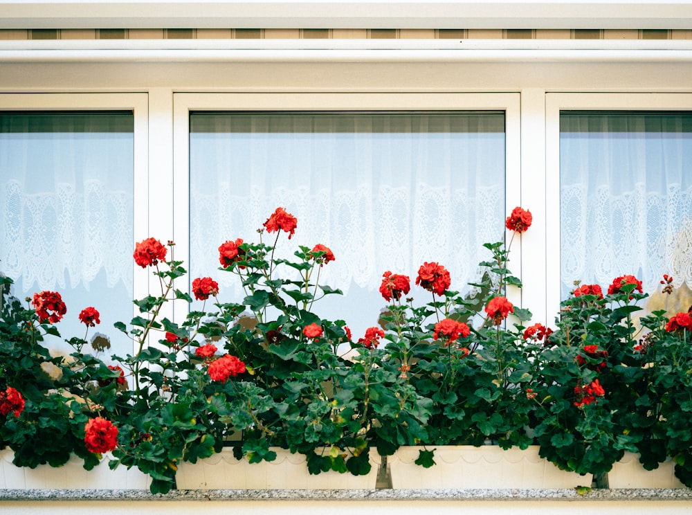 red rose plant by the window