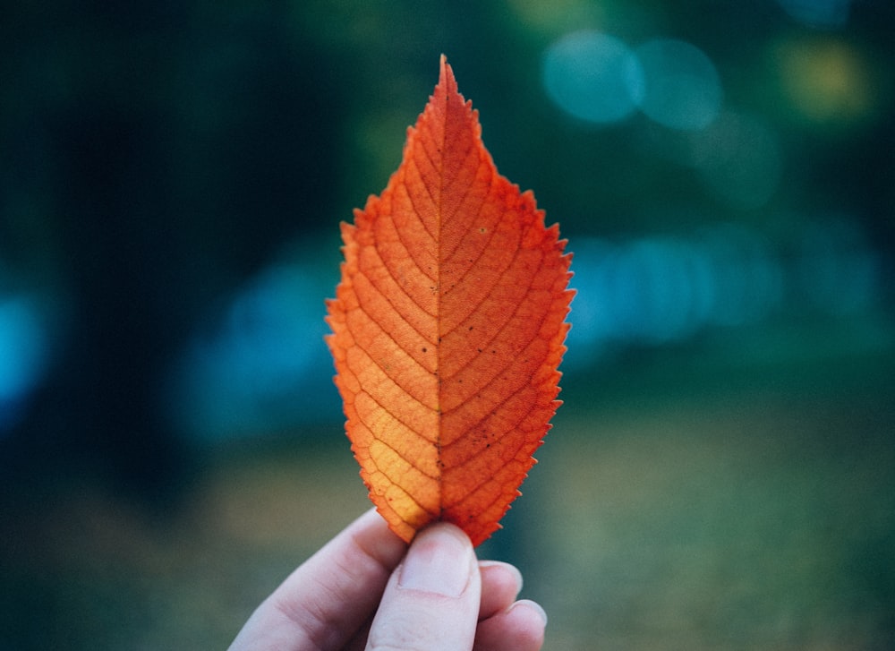 Foto de enfoque superficial de hoja de naranjo