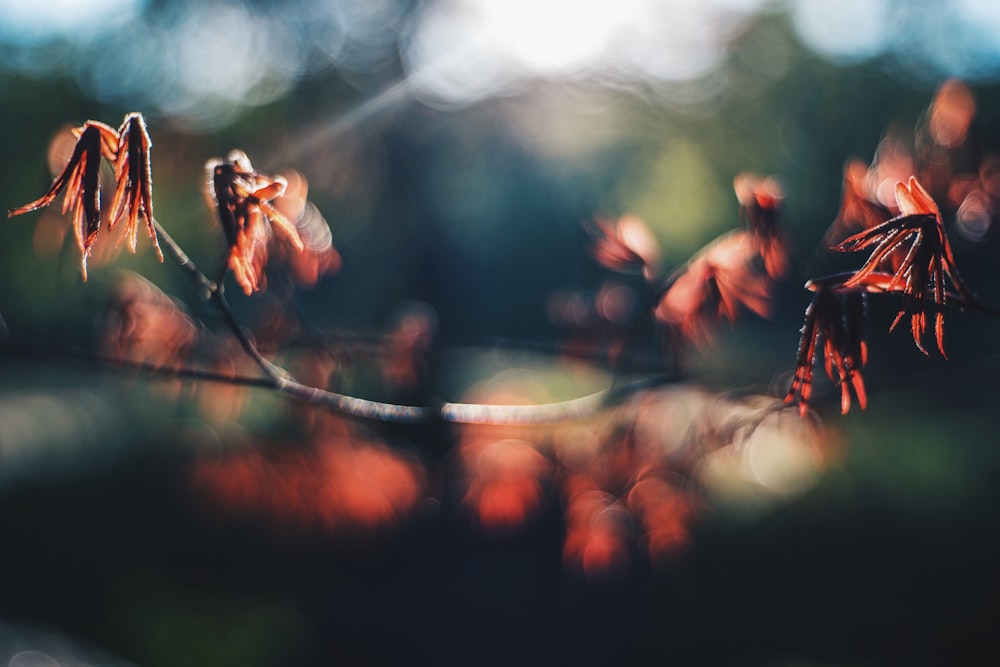 red leaf plant