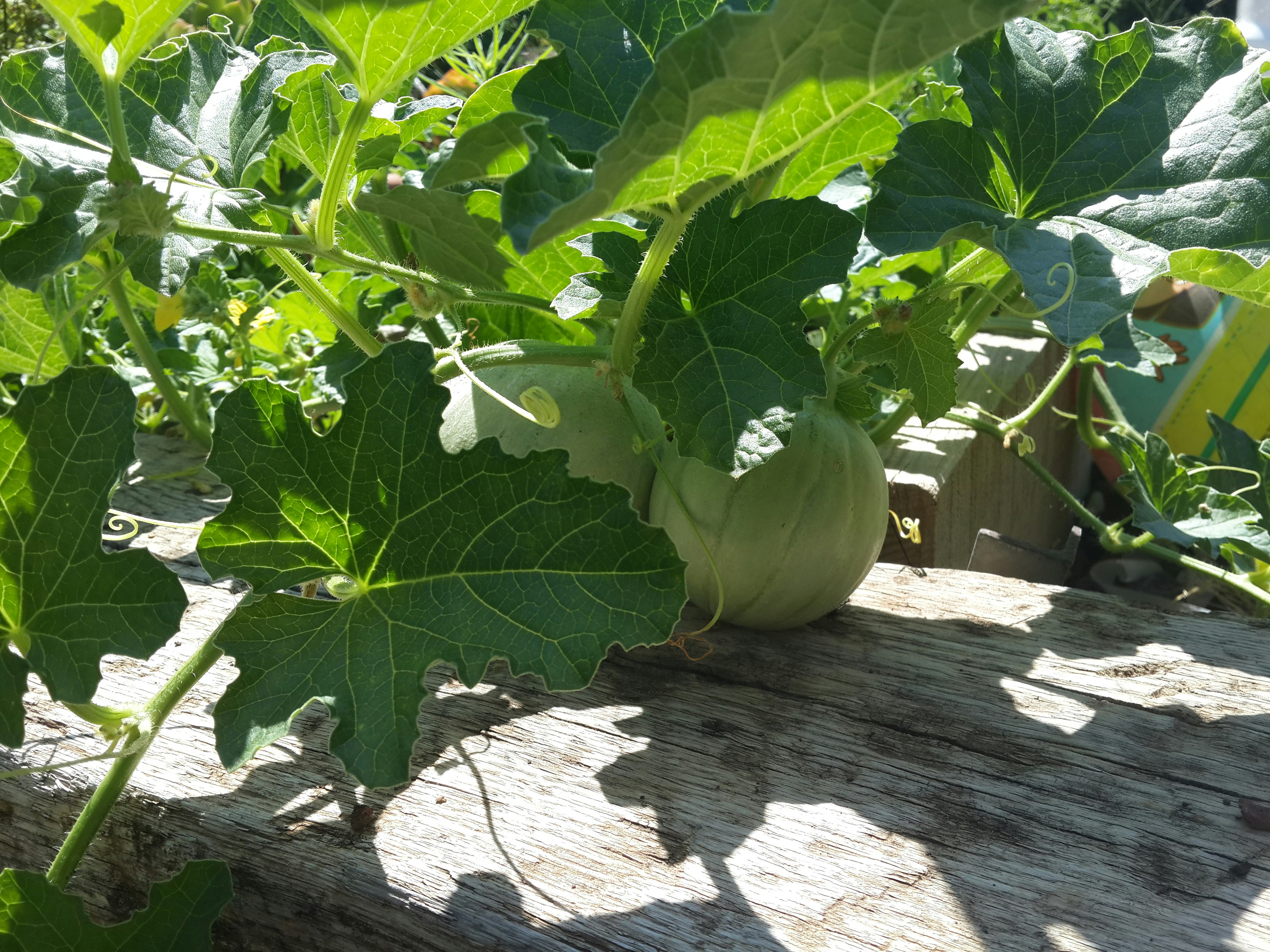 Free Unsplash photo from Liraz Ben-moshe