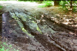 Close-up of a muddy ATV tire leaving tracks on a dirt path surrounded by greenery