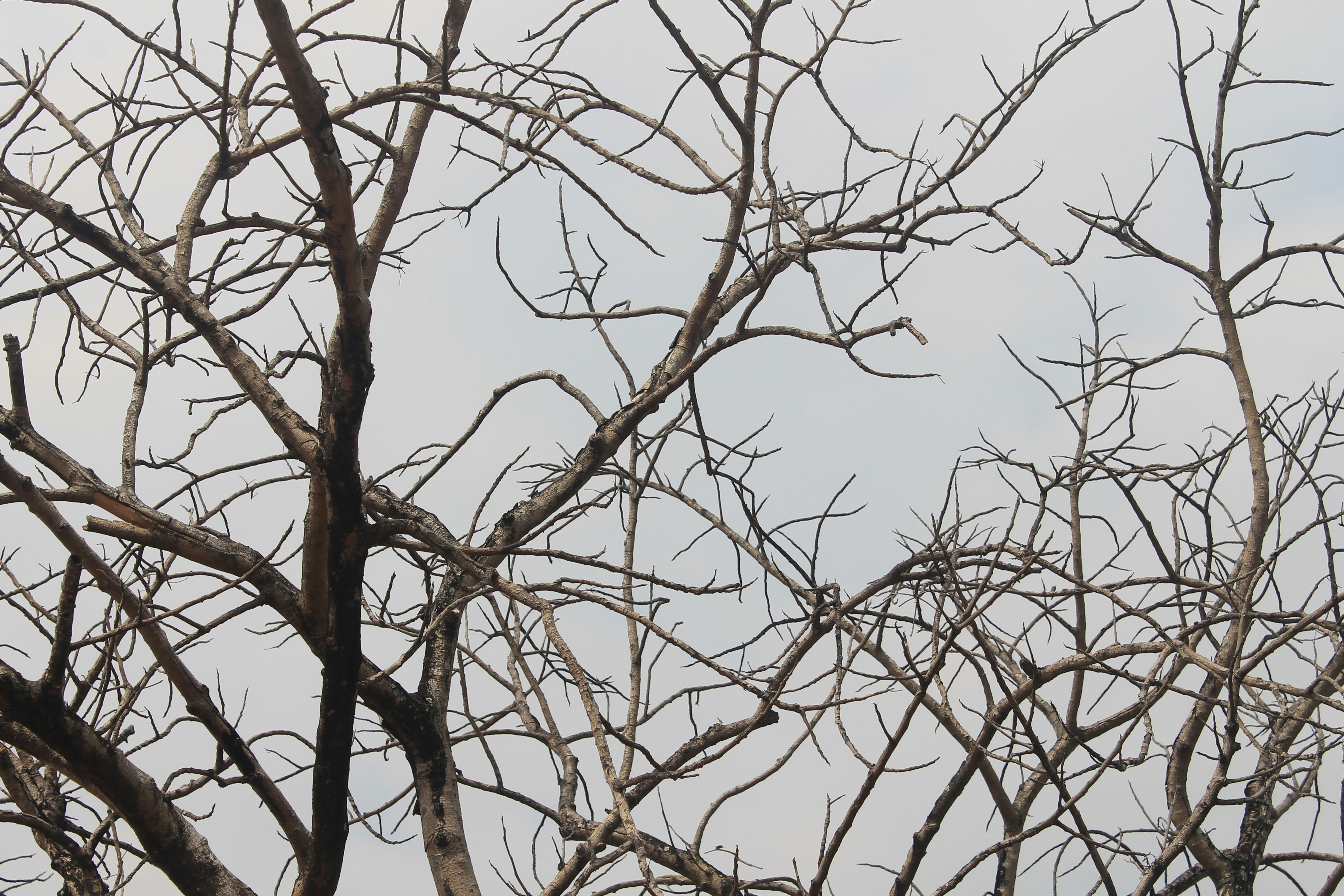 Free Unsplash photo from Carlos Balagtas