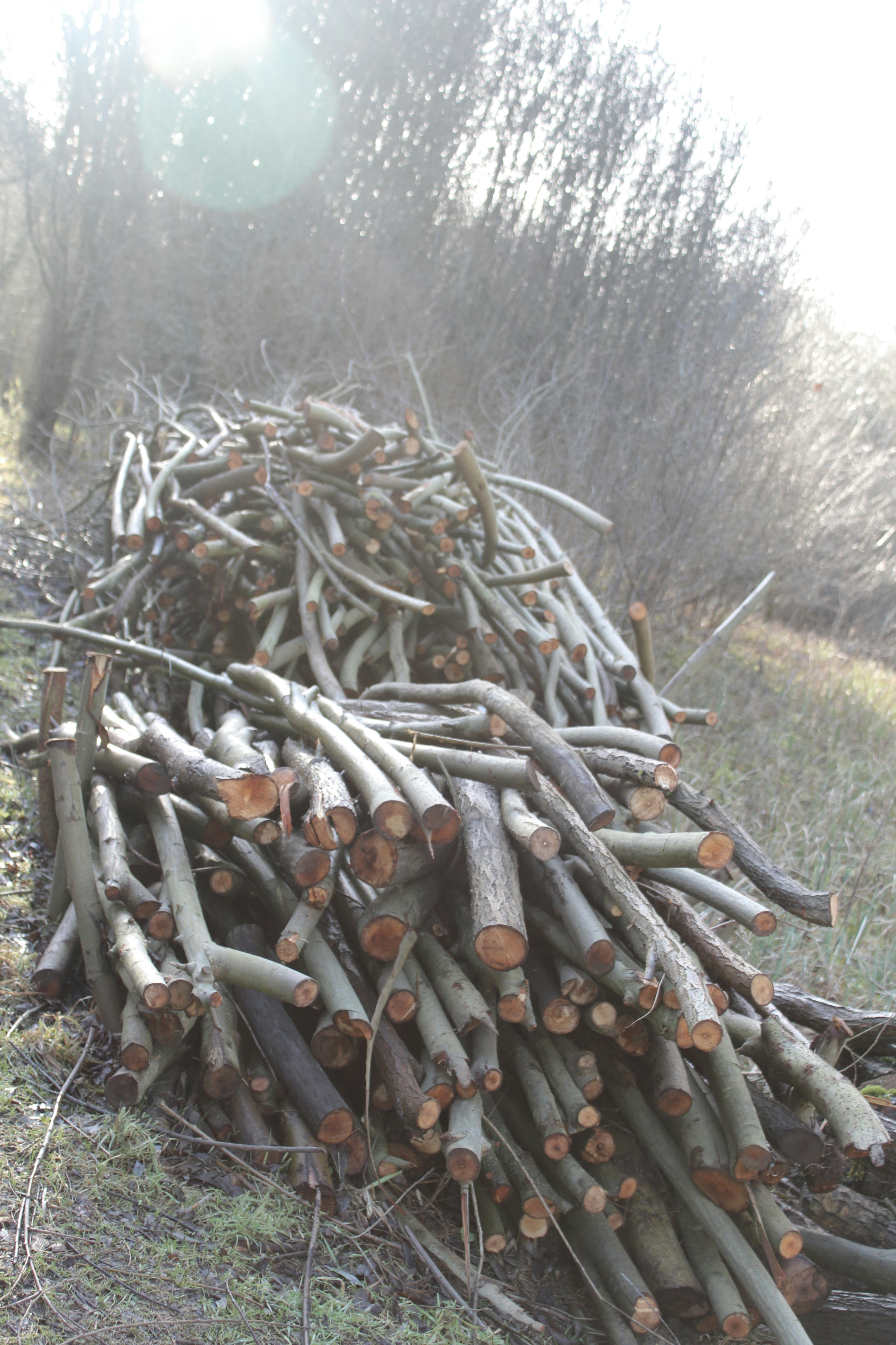 Free Unsplash photo from Christopher Young