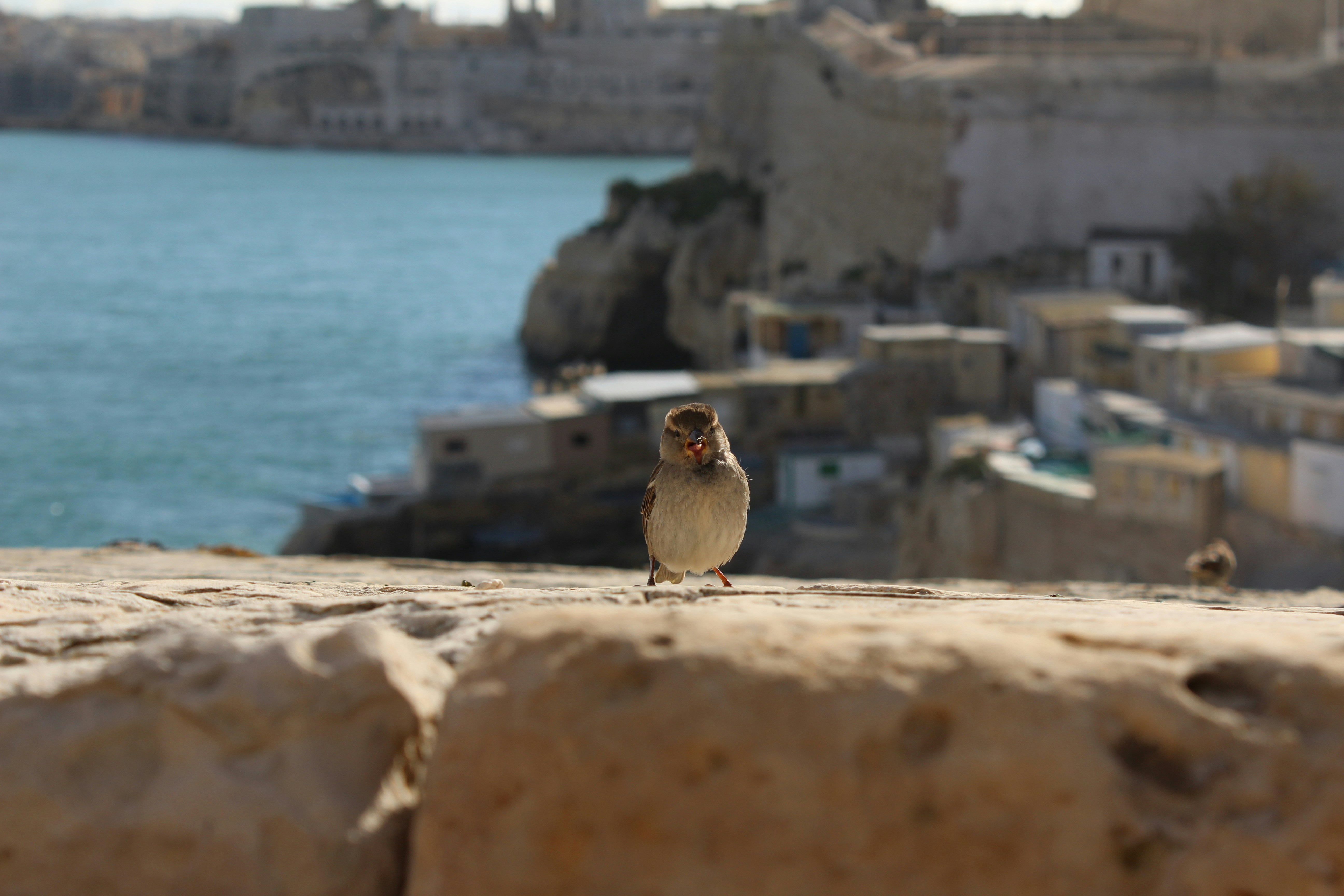 Free Unsplash photo from Christopher Young