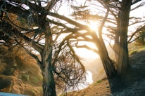 Sunlight filtering through tall trees onto a peaceful villa terrace overlooking the valley.
