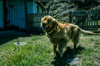 Close-up of a happy golden retriever wagging its tail next to a freshly cleaned yard