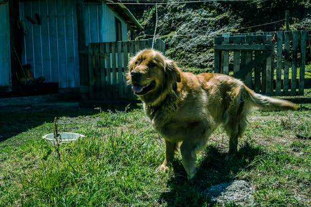 Close-up of a happy golden retriever wagging its tail next to a freshly cleaned yard
