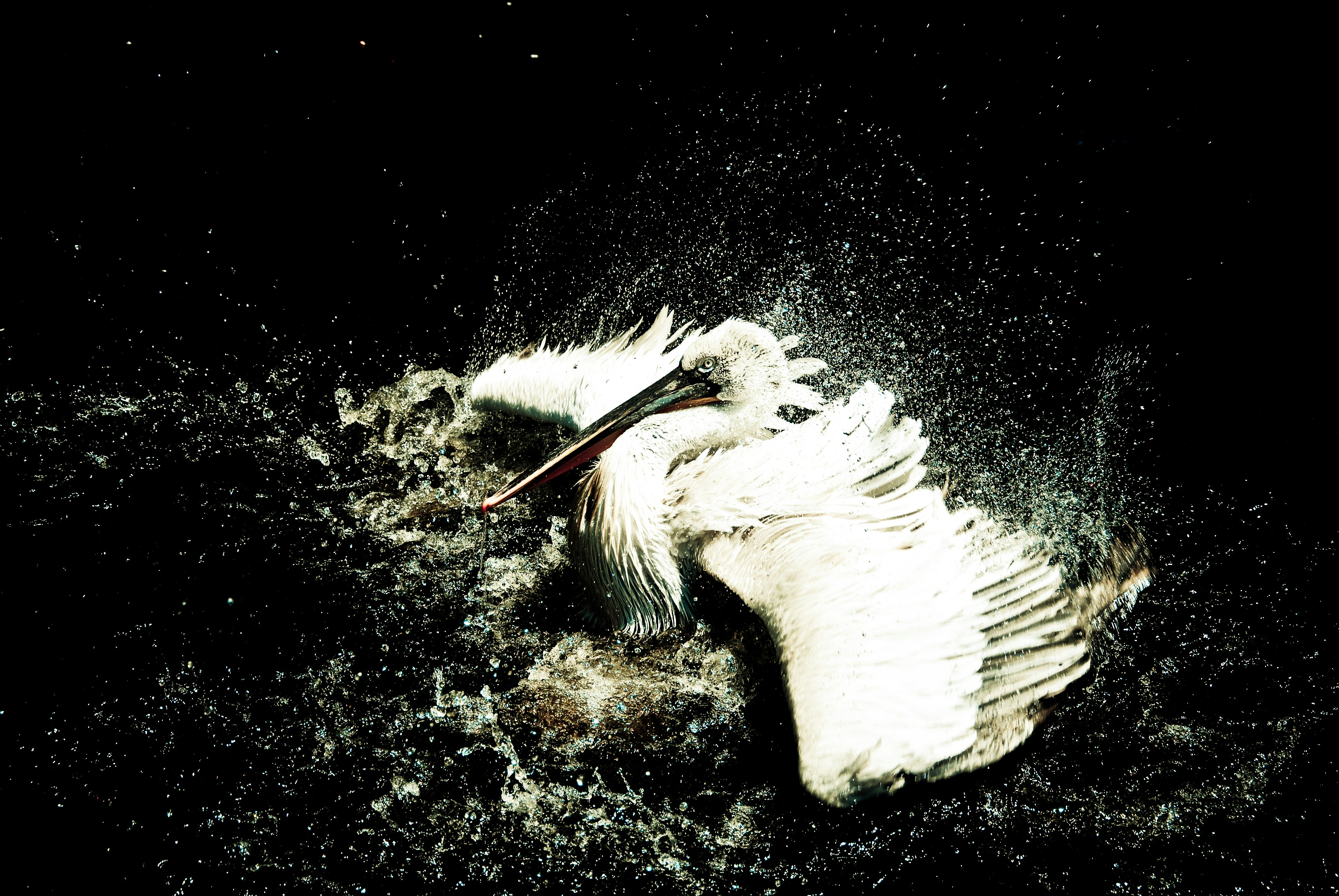 Free Unsplash photo from Sandra Kapella