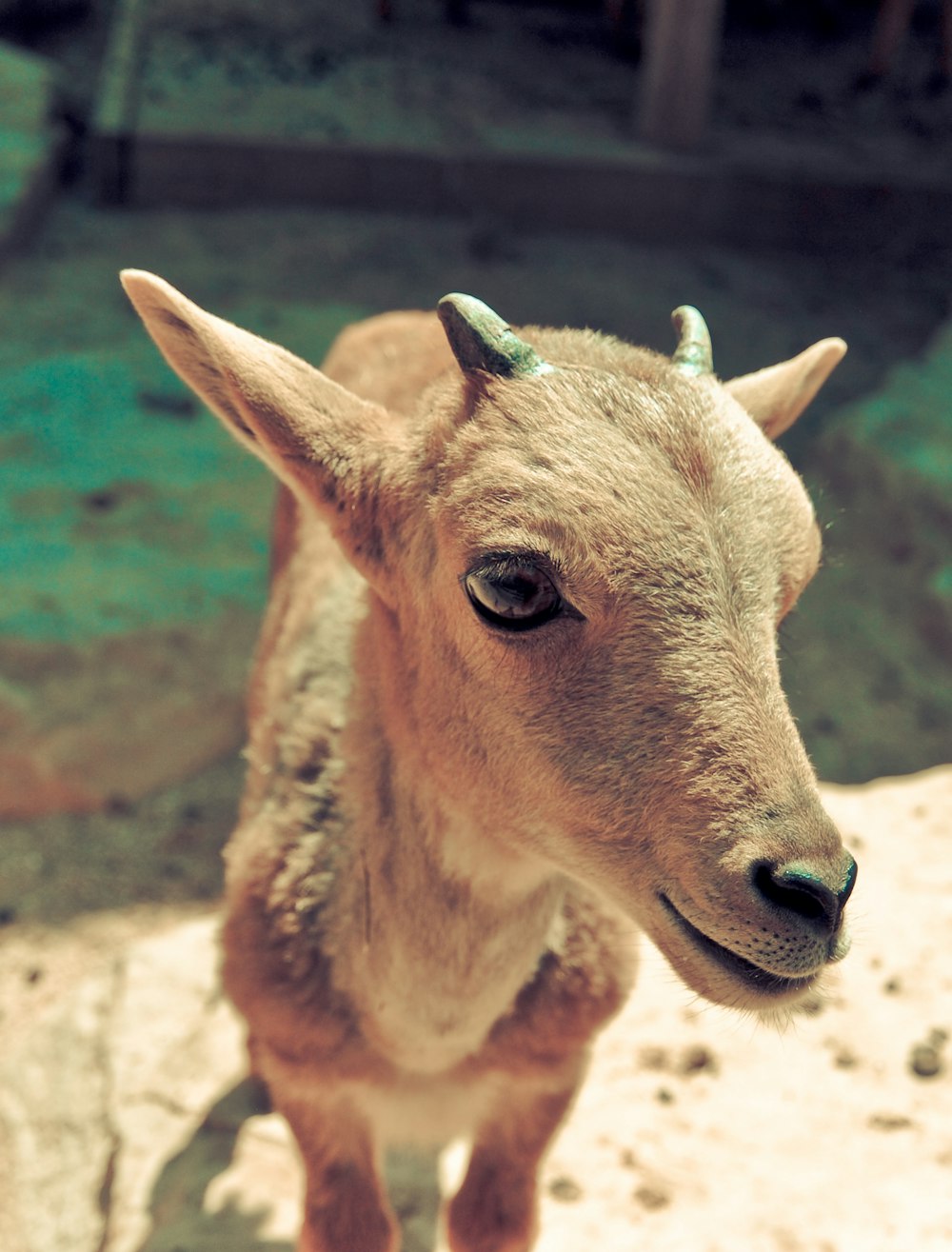 foto de closeup de cervo marrom perto da grama durante o dia