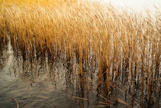 brown plant on body of water