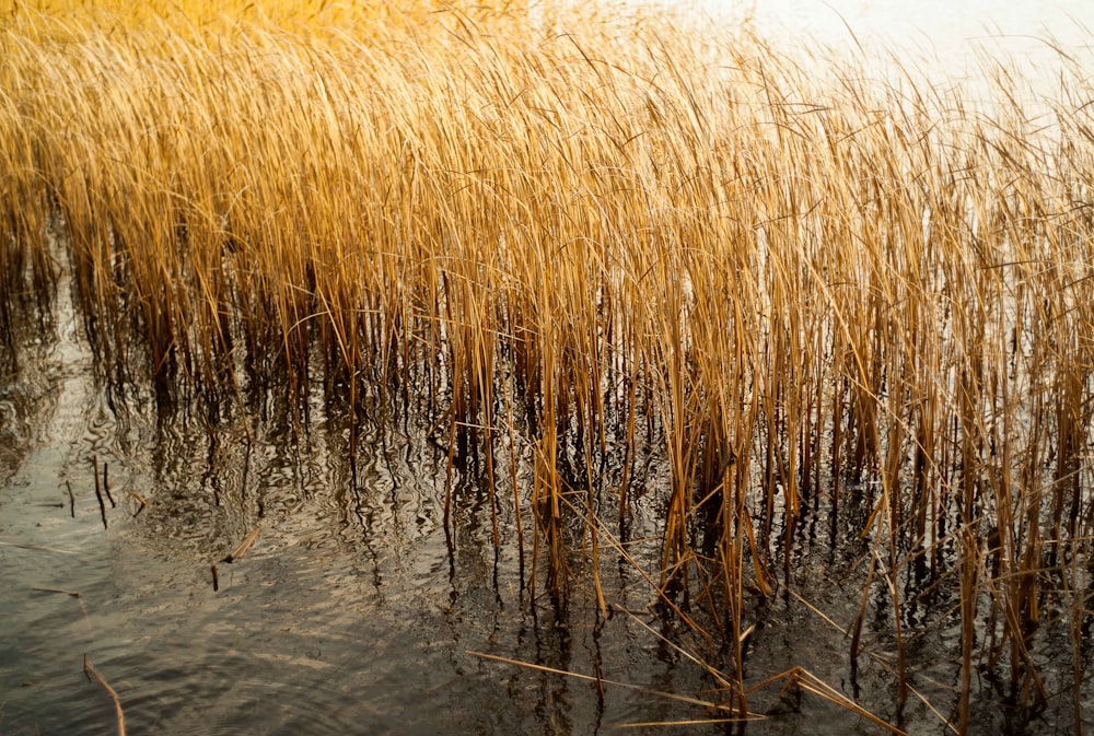 brown plant on body of water