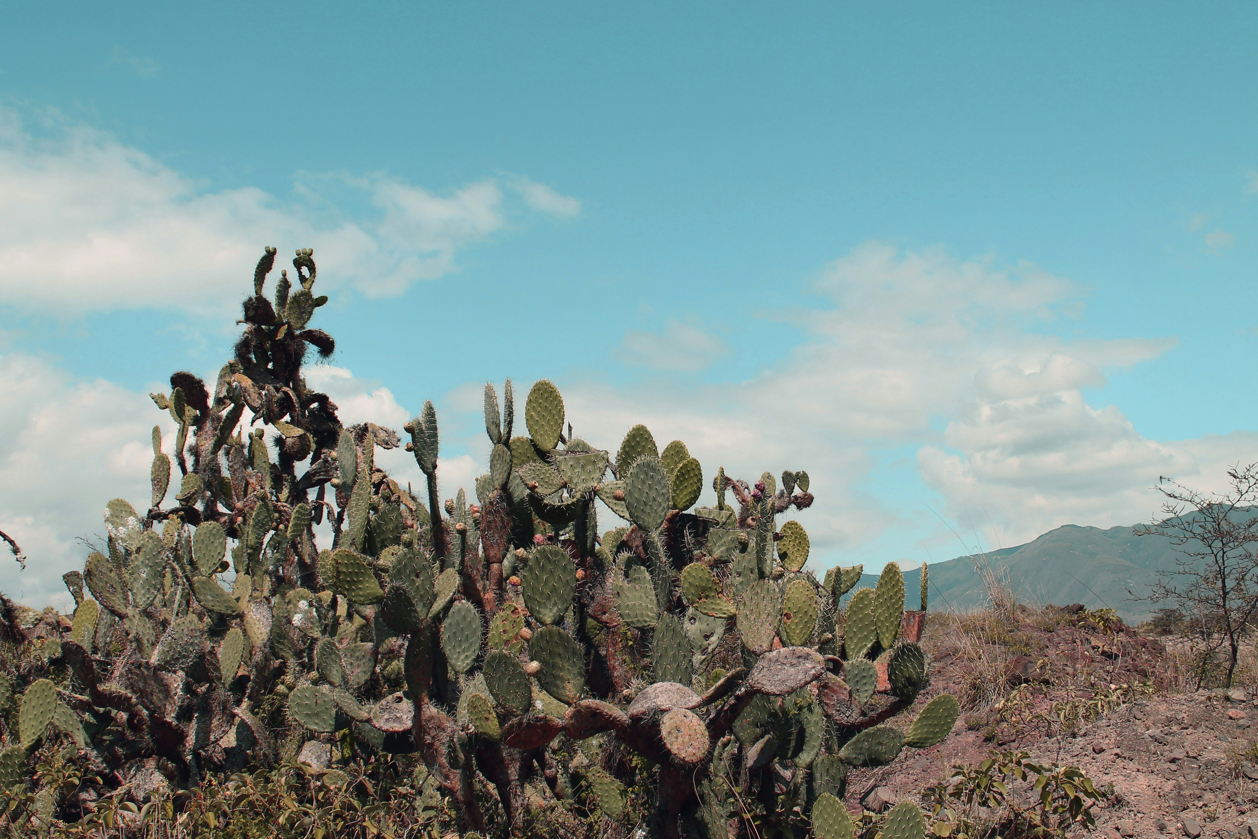 Free Unsplash photo from Rómmel Guartán