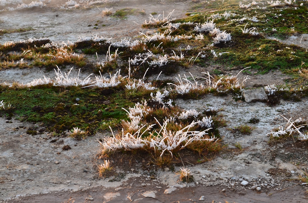 brown and green grass