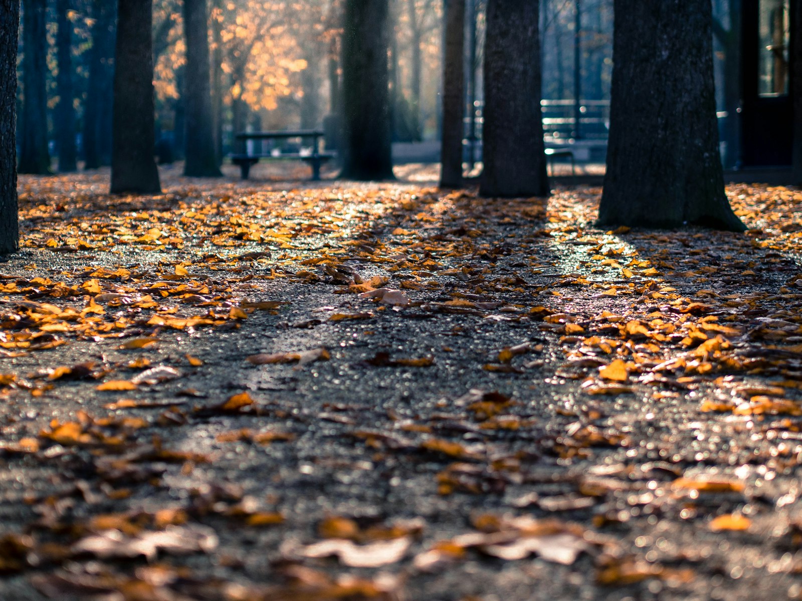 Olympus PEN E-P5 sample photo. Dried leaves on ground photography