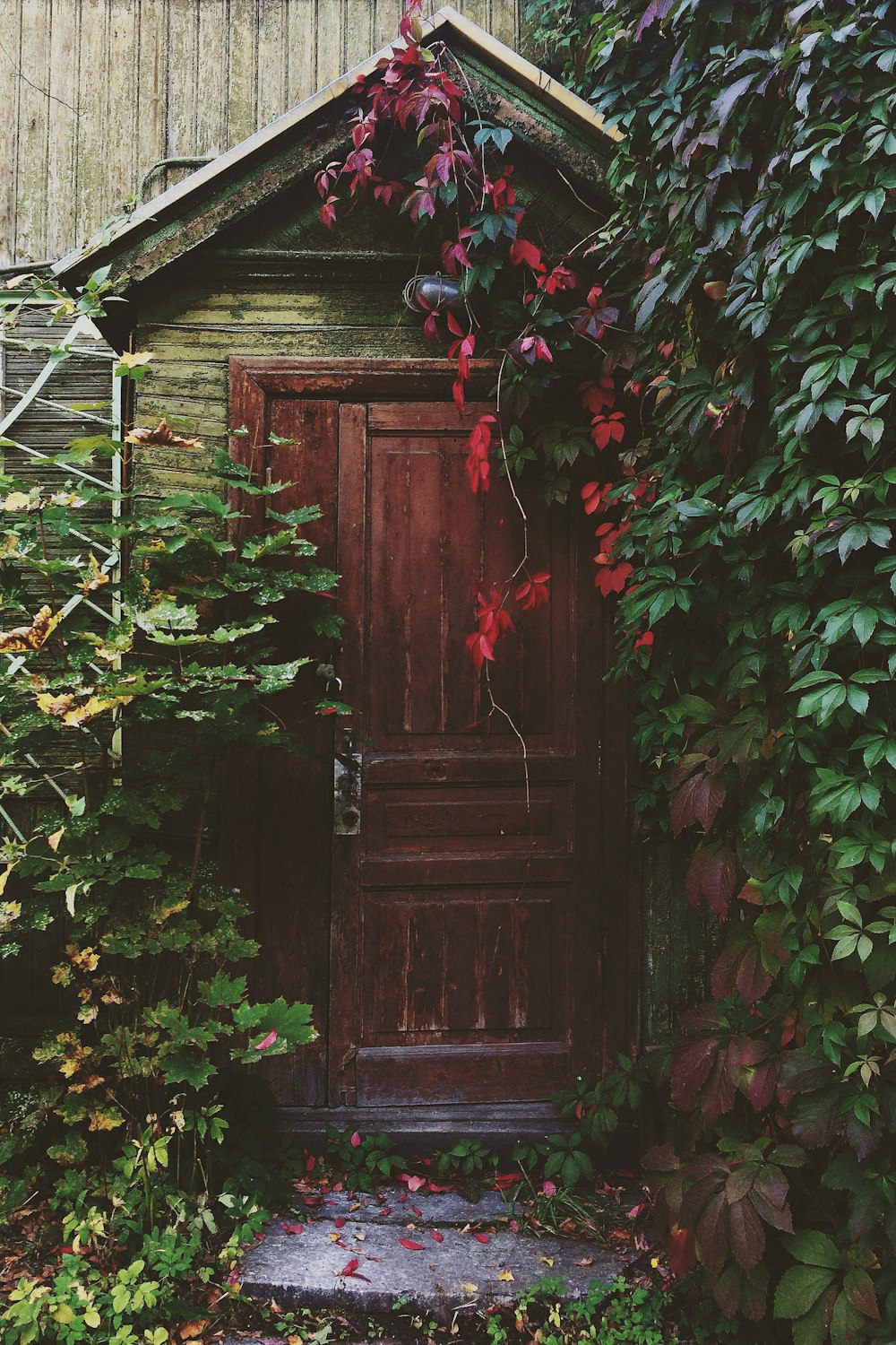 Foto F Braune Holztür mit roten und grünen Blattpflanzen