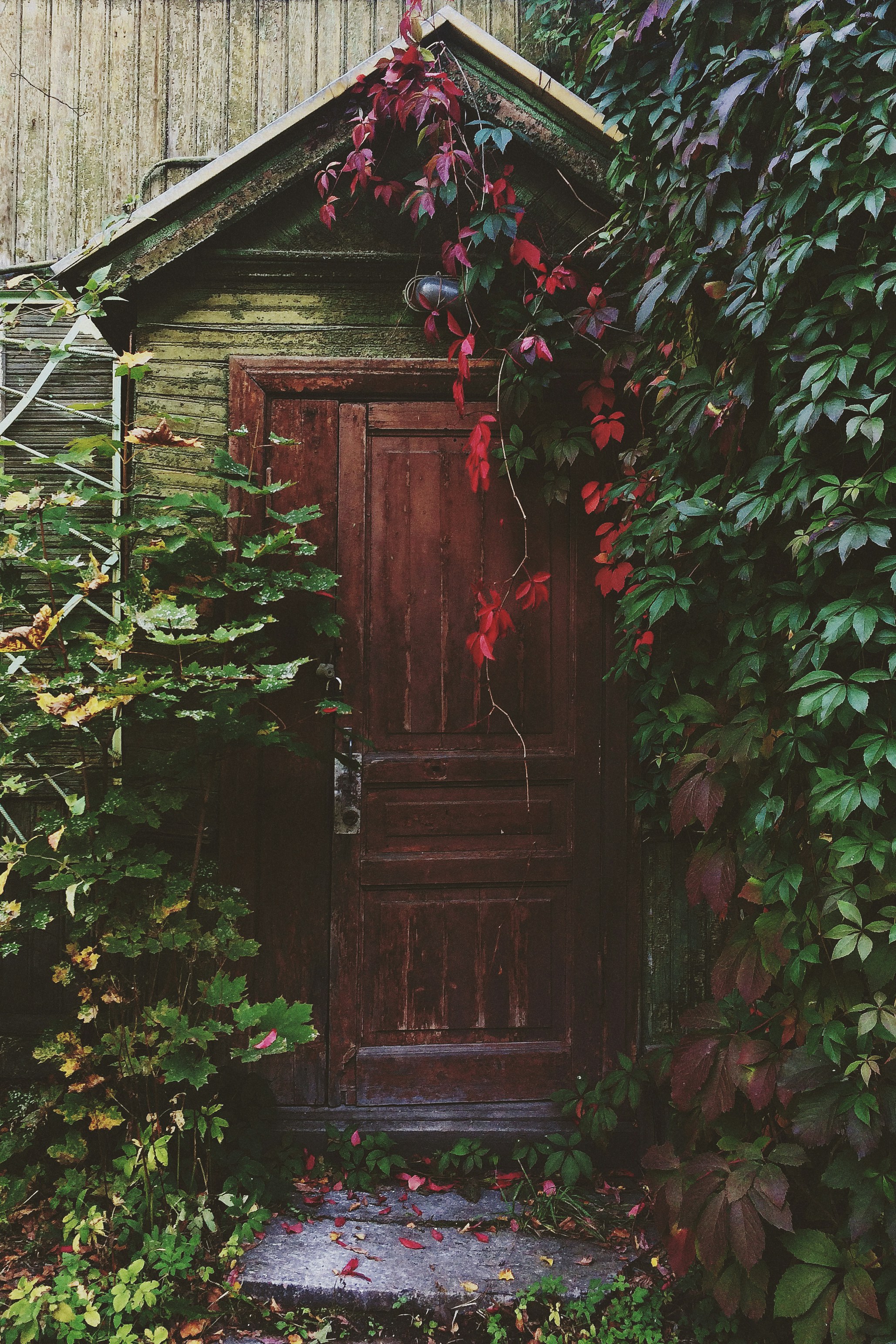 Wooden door with climbing ivy