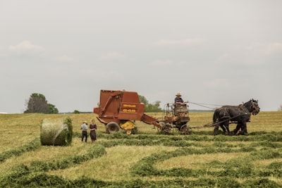 woman standing near brown combine harvester straw google meet background