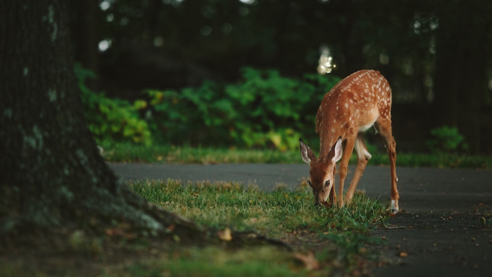 brown deer standing near tree