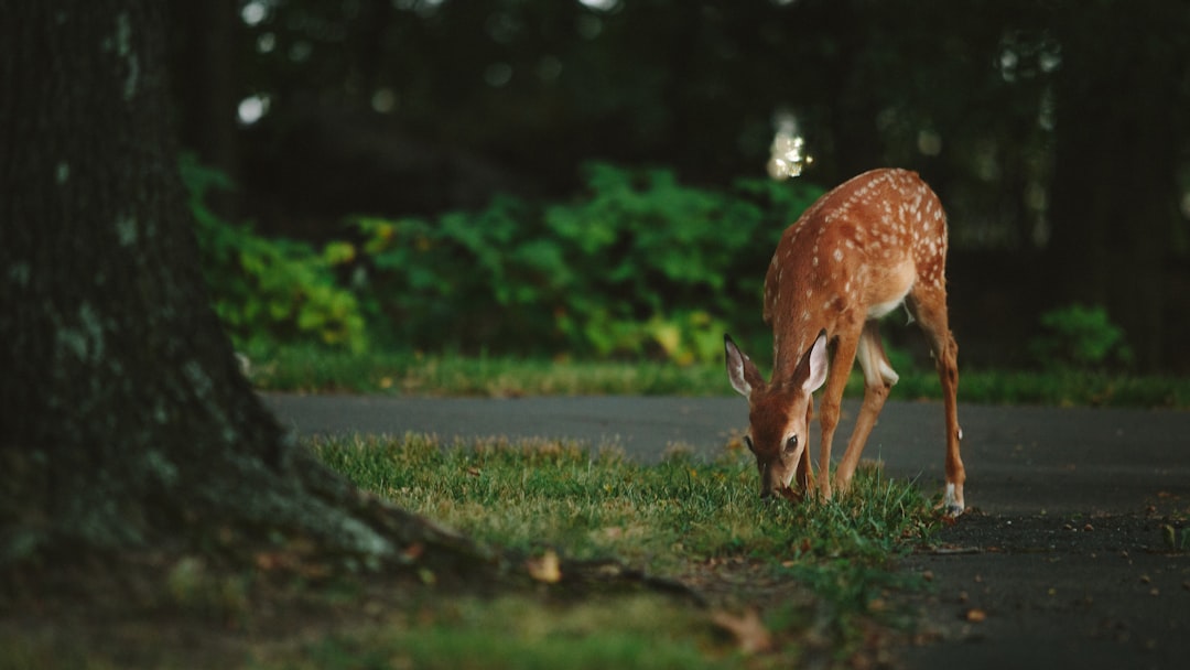 A roe deer grazing on grass next to a forest road