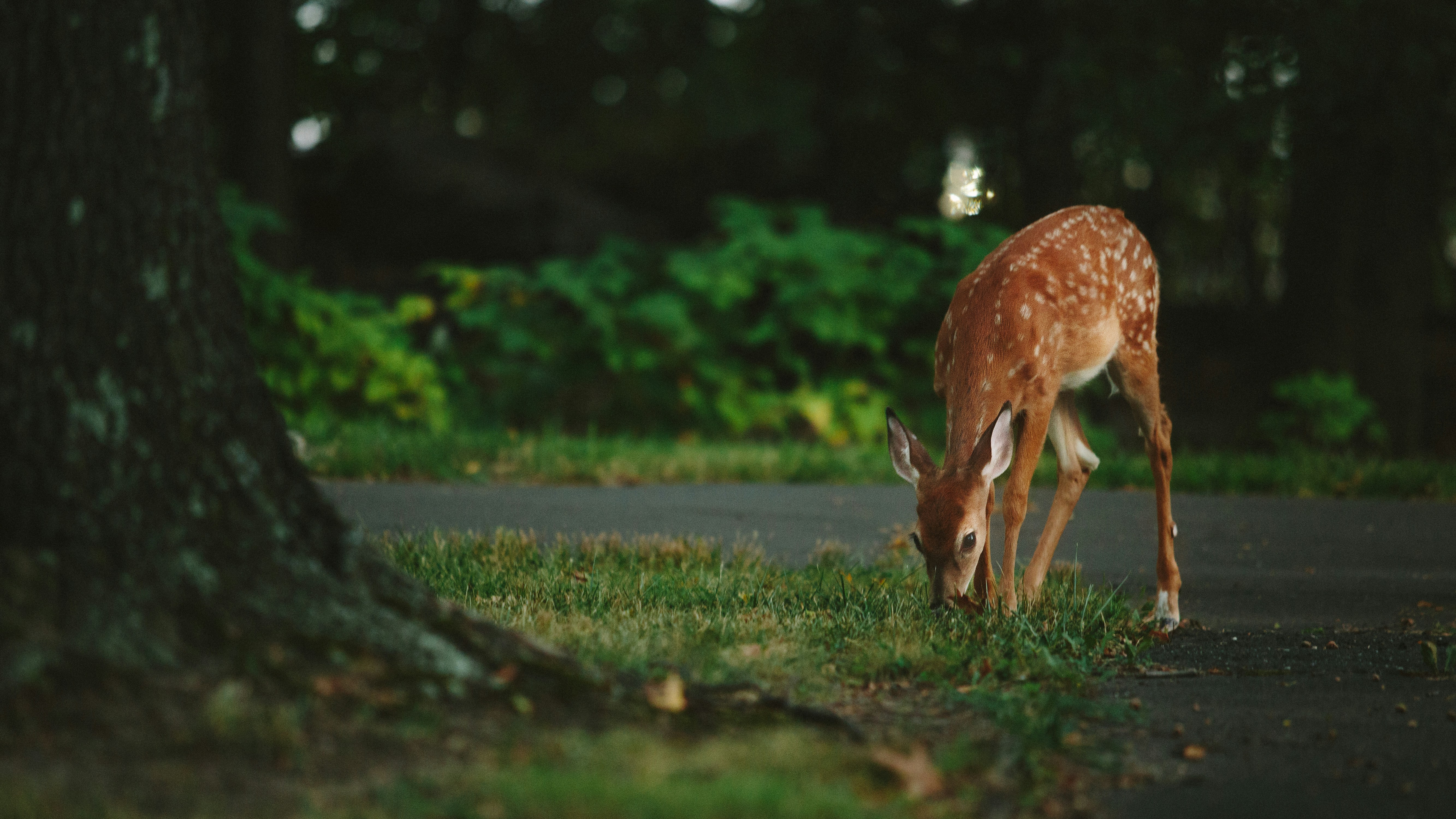 Roe deer grazing