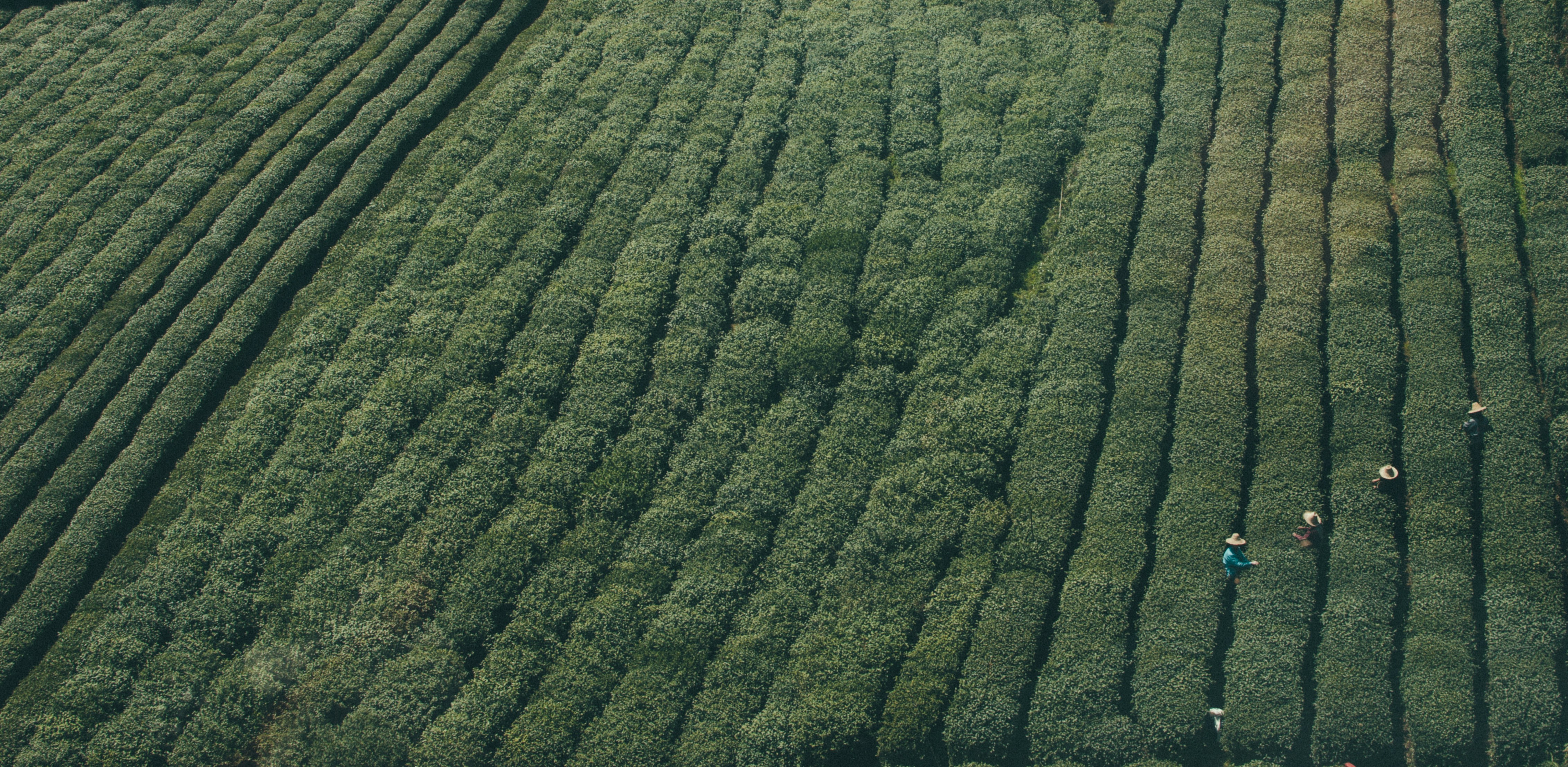 aerial photography of persons on plant field