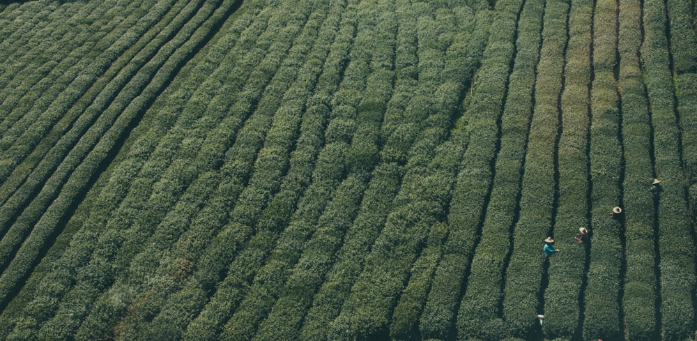 fotografia aérea de pessoas no campo da planta