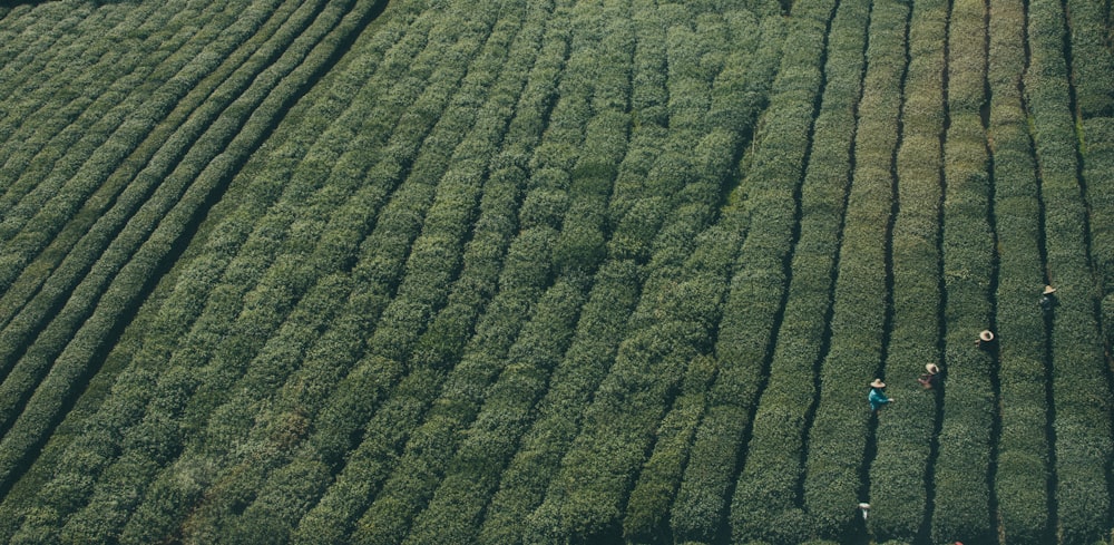 Fotografía aérea de personas en el campo de la planta