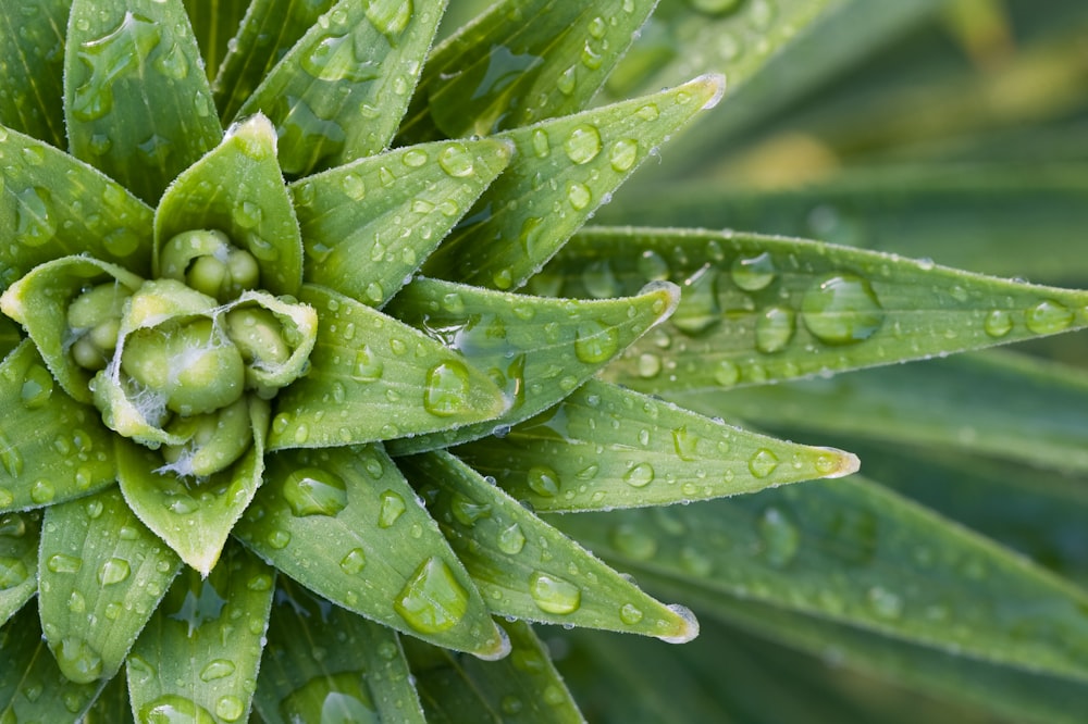 Photographie en gros plan d’une plante à feuilles vertes