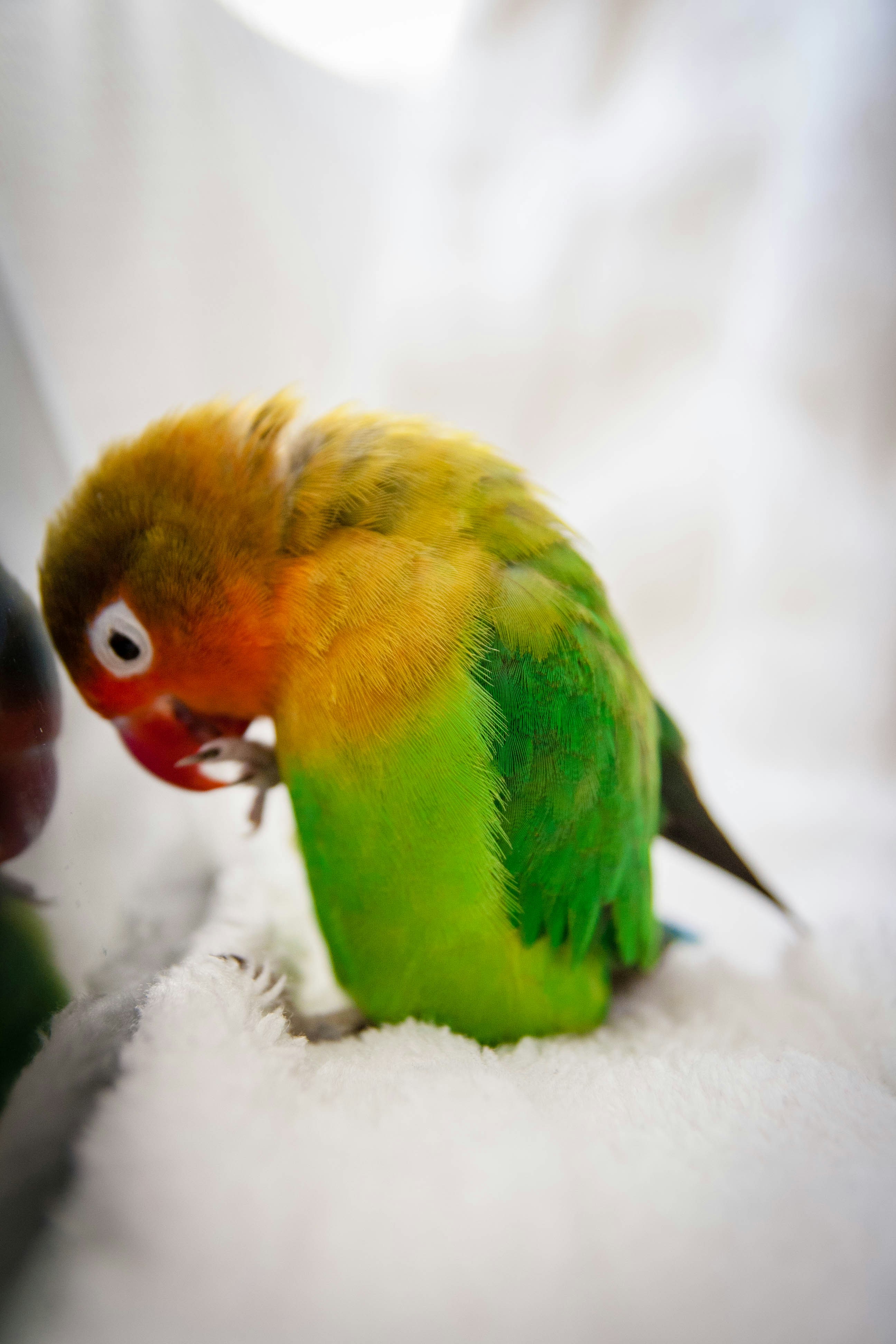 Free Unsplash photo from Ruth Wong