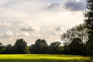 A peaceful outdoor scene of a sunlit field bordered by gentle trees under a calm sky.
