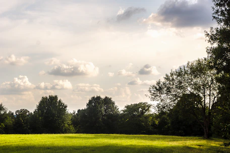 A peaceful outdoor scene of a sunlit field bordered by gentle trees under a calm sky.