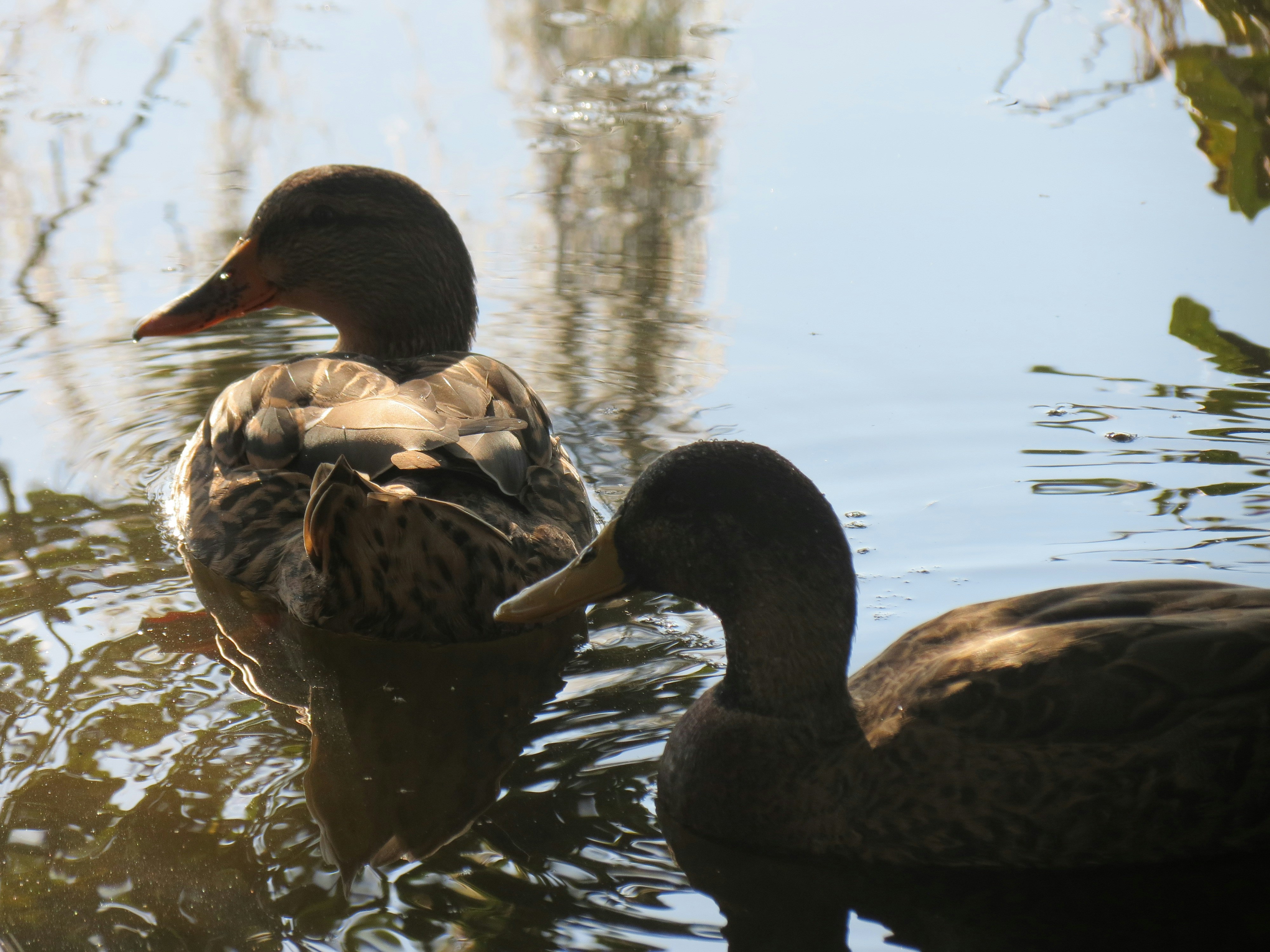 Free Unsplash photo from Meg Patrick