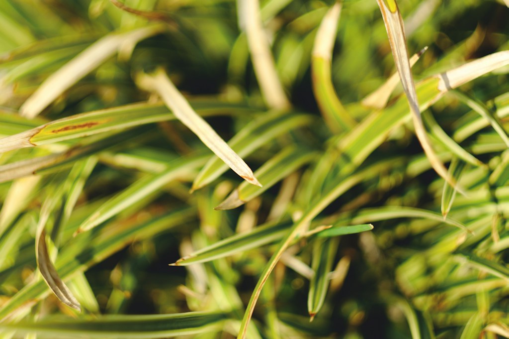 Static Grass Pack