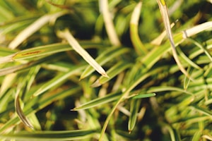 Static Grass Pack