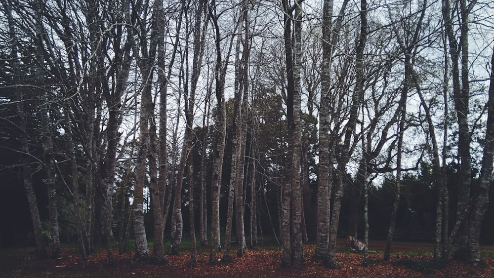 forest under clear skies