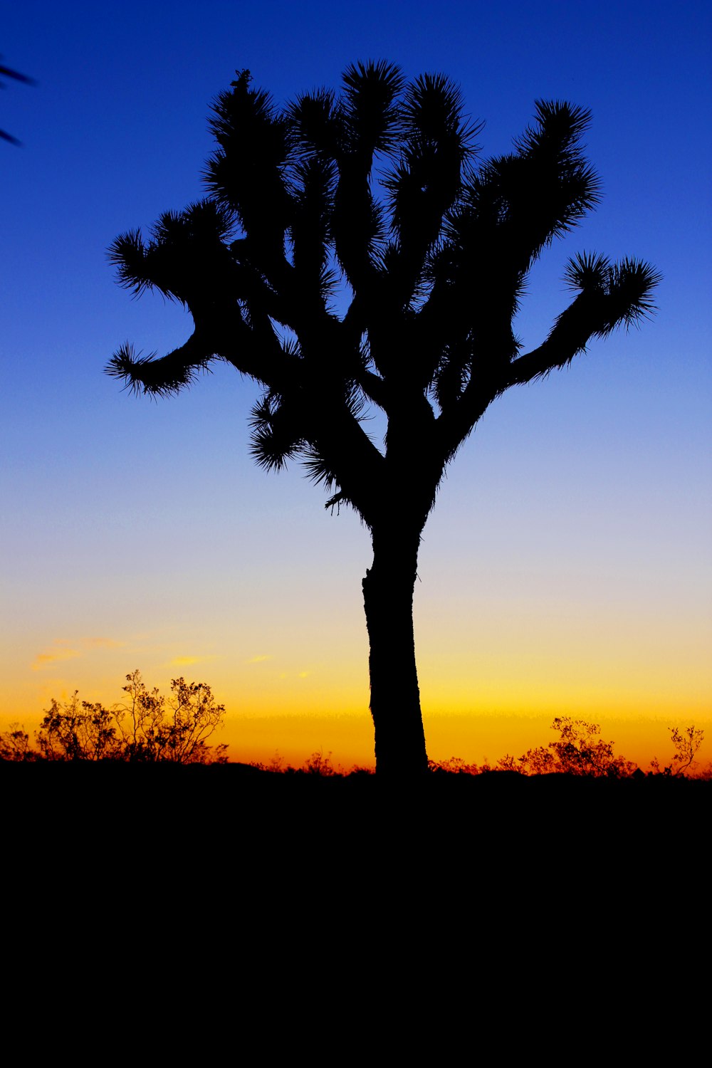 silhouette. of tree in sunset