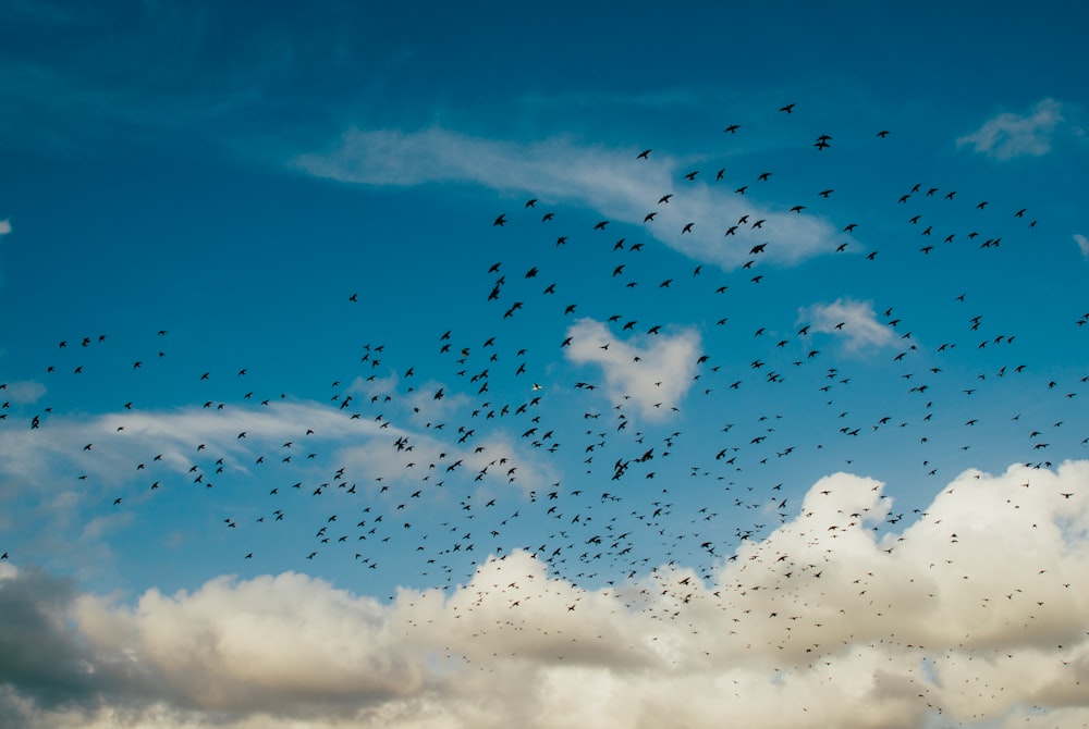 flock of birds during daytime