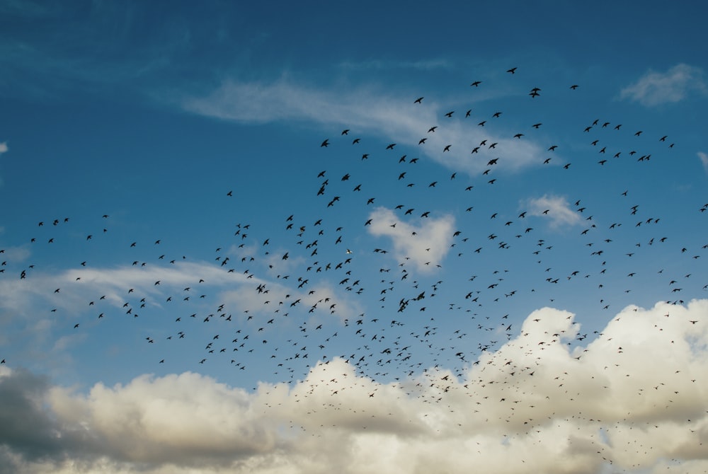 flock of birds during daytime